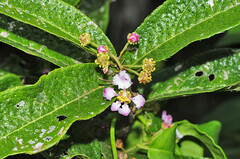 Malpighia suberosa