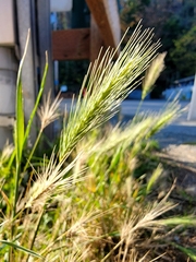 Hordeum murinum