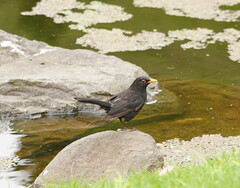 Turdus merula