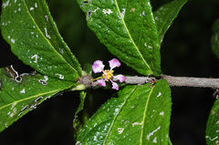 Malpighia suberosa