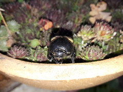 Geotrupidae