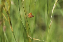 Idaea serpentata