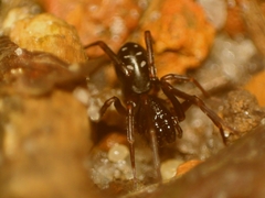 Oedignatha