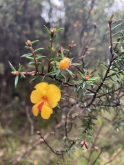Pultenaea juniperina