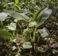 Cicerbita macrophylla uralensis