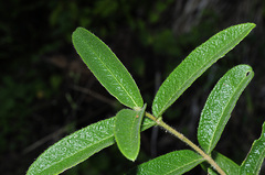 Malpighia suberosa