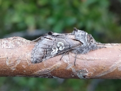 Diloba caeruleocephala