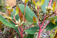Persoonia confertiflora