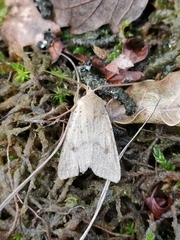 Agrochola blidaensis