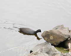 Fulica atra australis