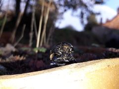 Geotrupidae