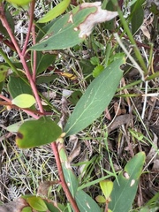 Persoonia confertiflora