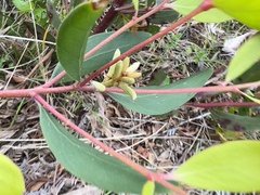 Persoonia confertiflora