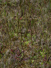 Microtis unifolia