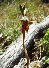 Pterostylis rufa