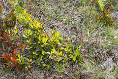 Persoonia confertiflora