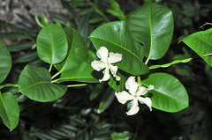 Echites umbellatus