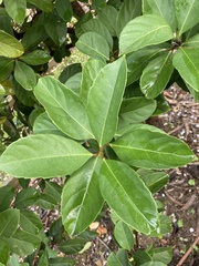 Tracheophyta
