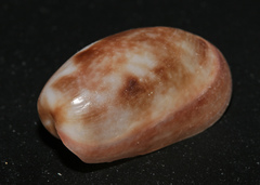 Bulla vernicosa