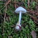 Volvariella hypopithys - Photo (c) bogsuckers, some rights reserved (CC BY), uploaded by bogsuckers