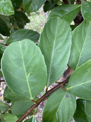 Tracheophyta