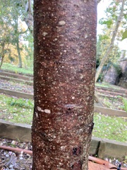 Tracheophyta