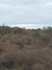 Giraffa camelopardalis tippelskirchi