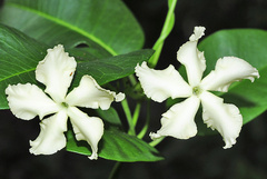 Echites umbellatus