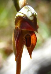 Pterostylis rufa