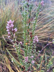 Sprengelia incarnata