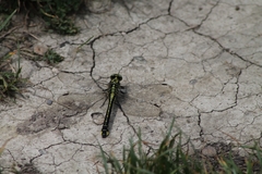 Gomphus vulgatissimus