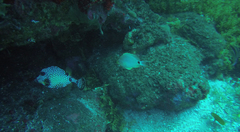 Hypoplectrus unicolor