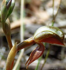 Pterostylis rufa