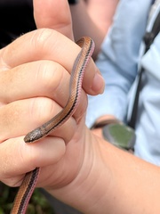 Liophidium rhodogaster