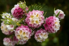 Lachnaea densiflora