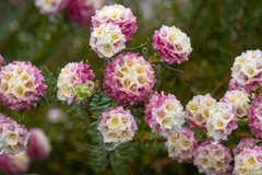 Lachnaea densiflora