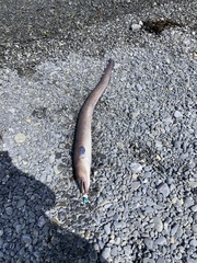 Conger verreauxi