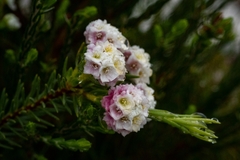 Lachnaea densiflora