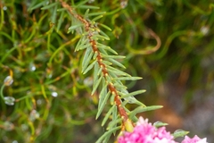 Lachnaea densiflora