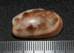 Bulla vernicosa