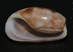 Bulla vernicosa