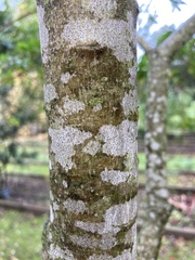 Tracheophyta