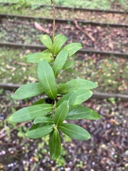 Tracheophyta