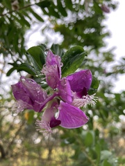 Tracheophyta