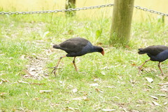 Porphyrio melanotus melanotus