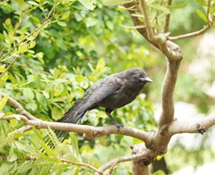 Corvus