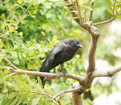 Corvus