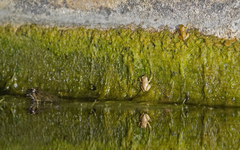Hyla sarda