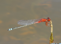 Xanthagrion erythroneurum