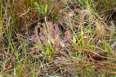 Drosera capensis